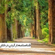 شناسنامه‌دار کردن درختان بدون پلاک‌کوبی