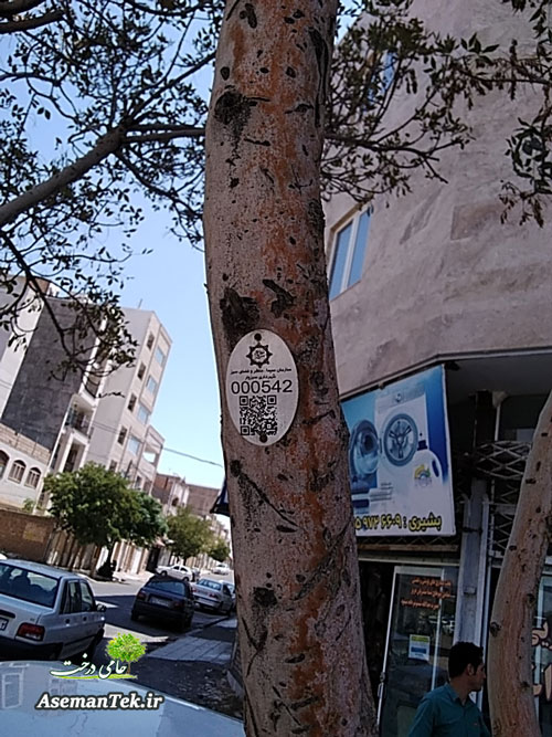 پلاک درخت کیوآر بر روی درختان شهر سبزوار